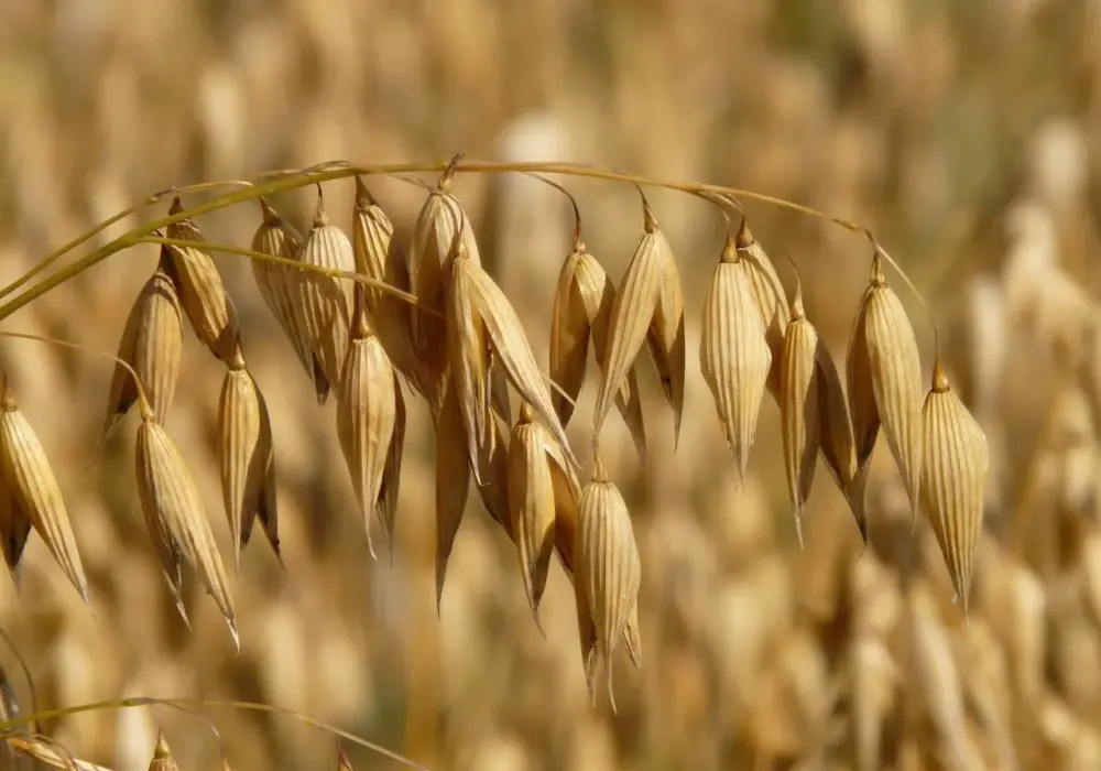 Czy owies ma gluten? Co wybrać przy celiakii