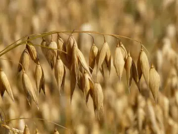 Kłosy owsa zwisają z łodygi. Czy owies ma gluten? Czysty owies jest bezglutenowy, ale często zanieczyszczony podczas zbiorów.