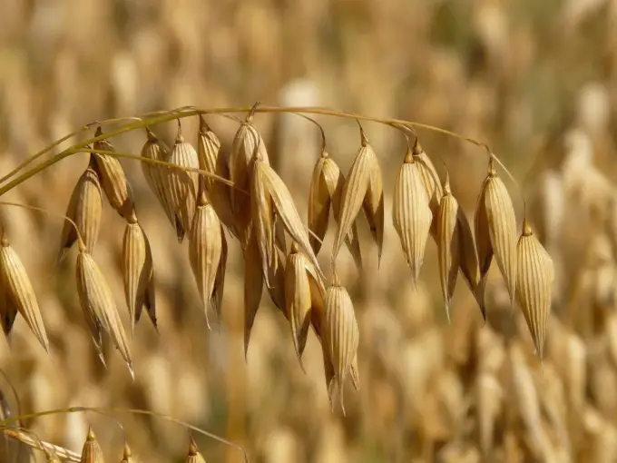 Czy owies ma gluten? Co wybrać przy celiakii